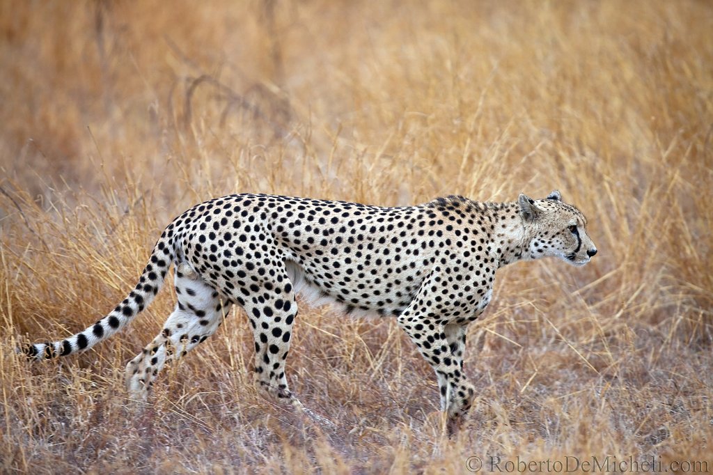 SAKP16 Kruger Park Cheetah slides IMG 1457 jpg